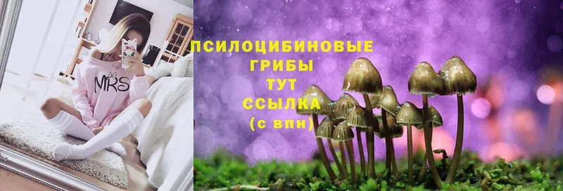 где можно купить   Заозёрск  Галлюциногенные грибы MAGIC MUSHROOMS 